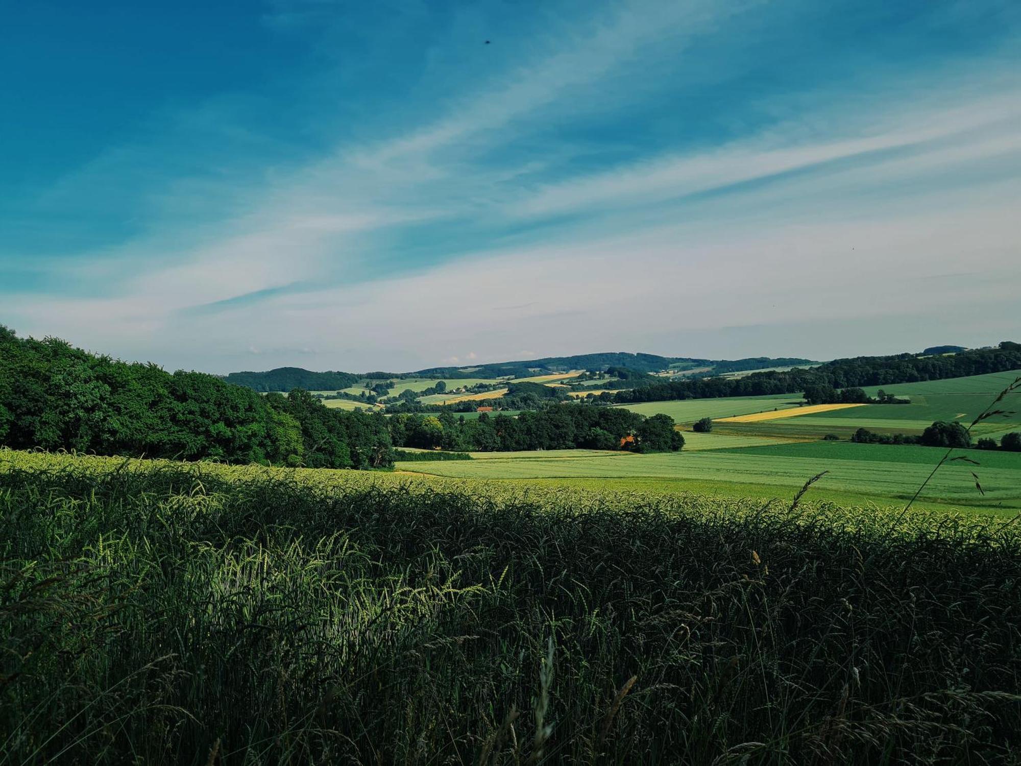 Am Waldrand *