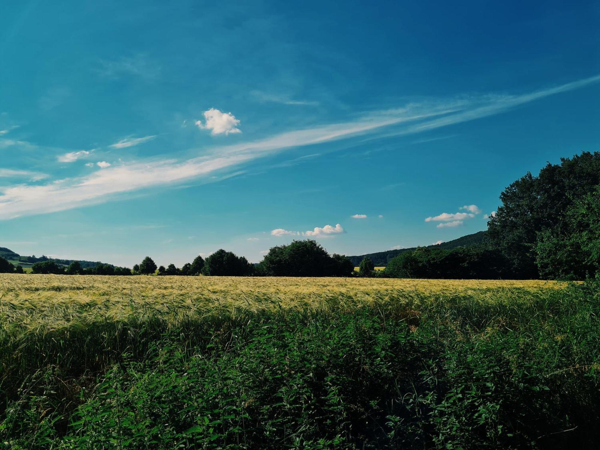 Am Waldrand